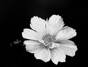22nd Oct 2016 - Cosmos in bw