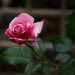 October Rose  by gardencat