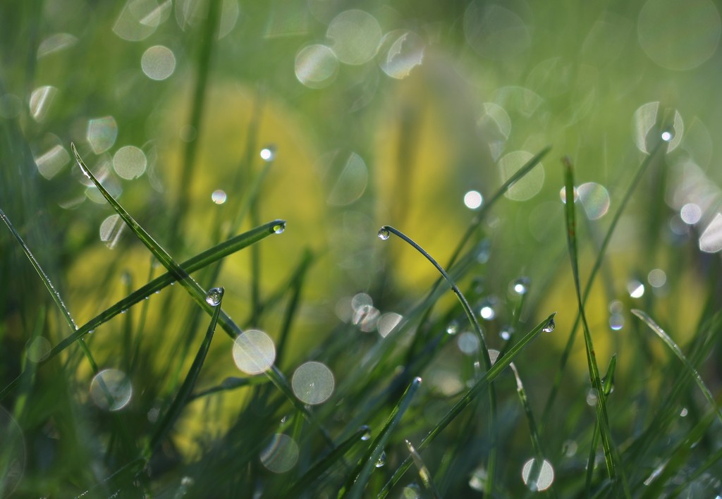 wet grass by lynnz