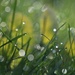 wet grass by lynnz