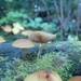 mushroom... by earthbeone