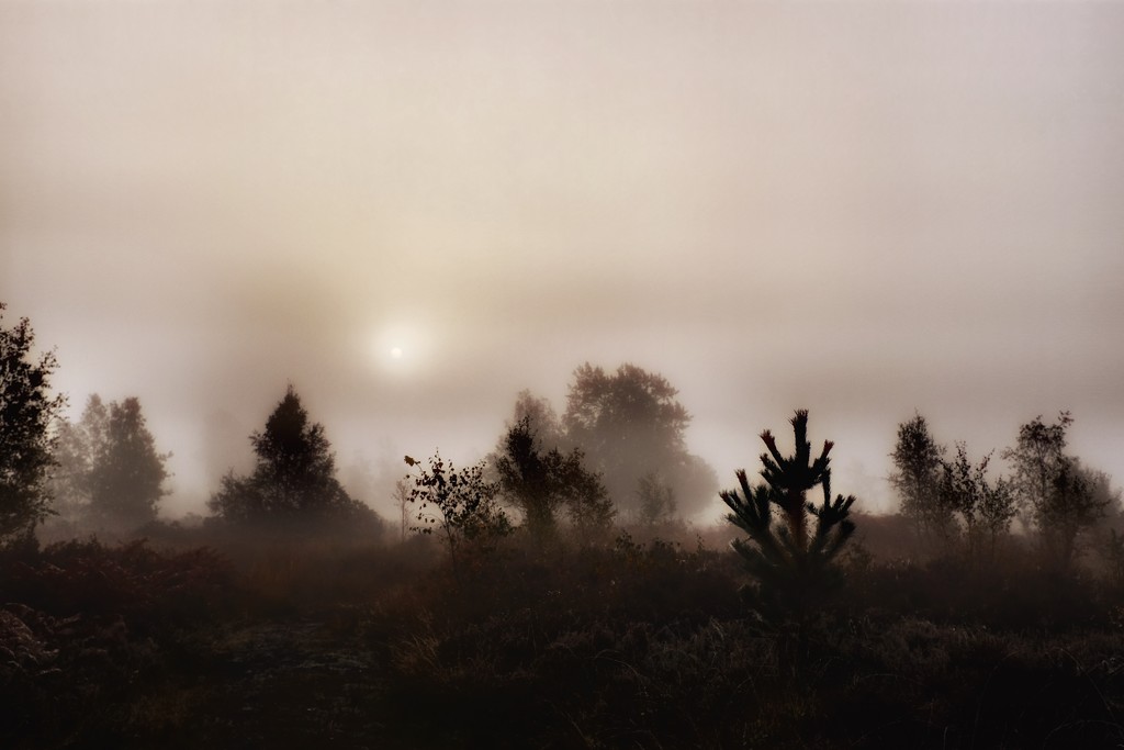 Early Morning on Wisley Common by mattjcuk