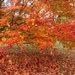 Autumn Splendour by foxes37
