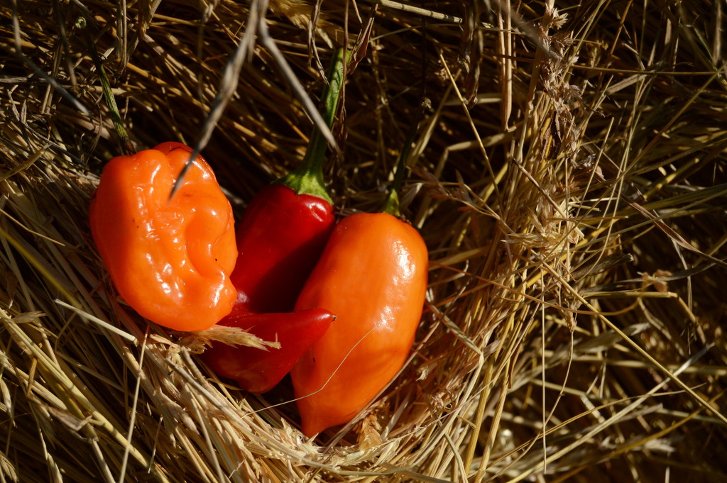 Three Little Peppers by francoise