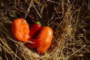 21st Oct 2016 - Three Little Peppers