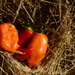 Three Little Peppers by francoise
