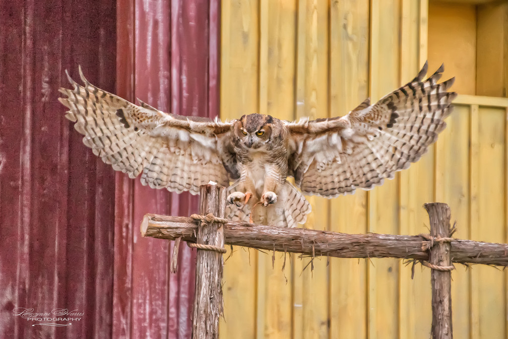 Barn Owl II by lynne5477