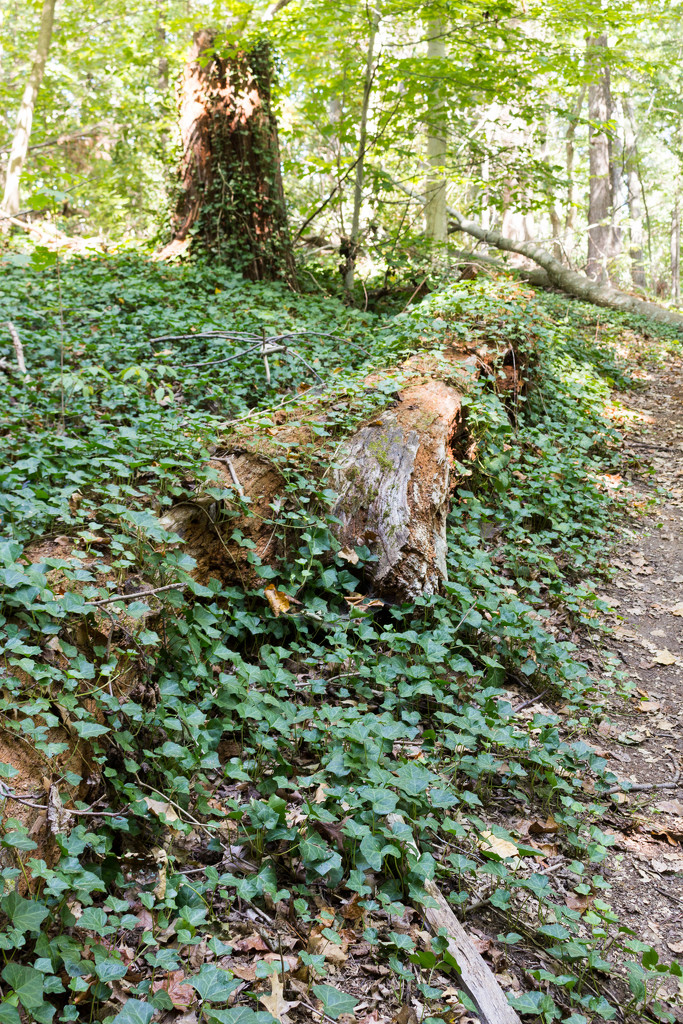 Fallen Log by swchappell