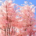 Flamingo Chinese Toon Tree  by nickspicsnz
