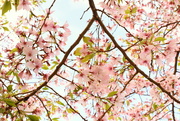 21st Oct 2016 - Spring Blossom