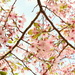 Spring Blossom by nickspicsnz