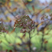 hydrangea... by earthbeone