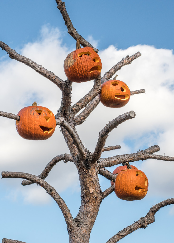 Pumpkin Tree by dridsdale
