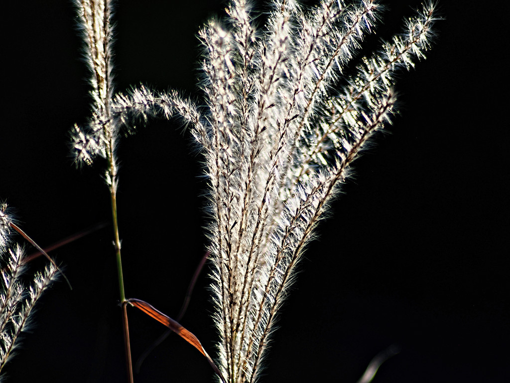 Grasses by tosee
