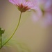 Three dreamy pink flowers in a row by ziggy77