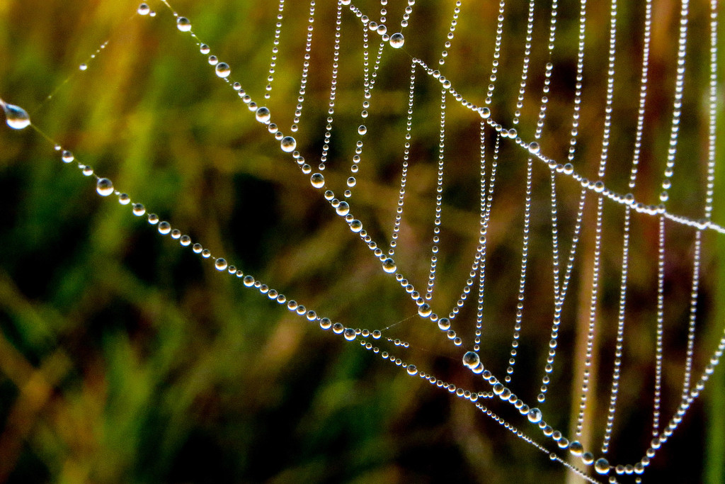 String of Pearls by milaniet