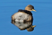 20th Oct 2016 - LITTLE GREBE - REFLECTING