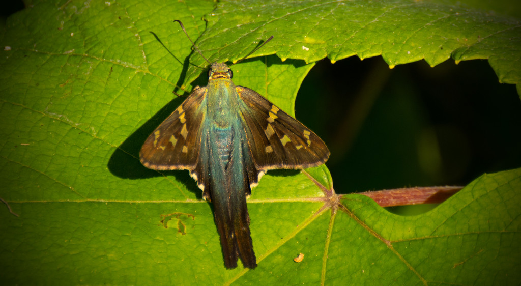 Long Tailed Skipper! by rickster549