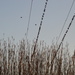 Birds on Vertical Wires by kareenking