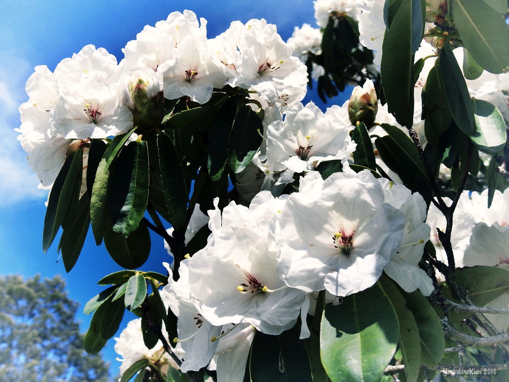White rhododendron by yorkshirekiwi