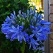 Agapanthus in the Rain ~ by happysnaps