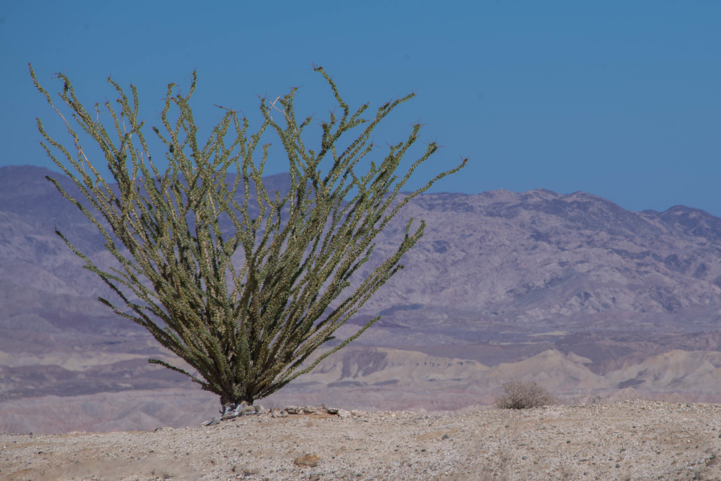Desert Life by taffy