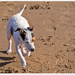 Daisy's First Outing On The Beach by carolmw