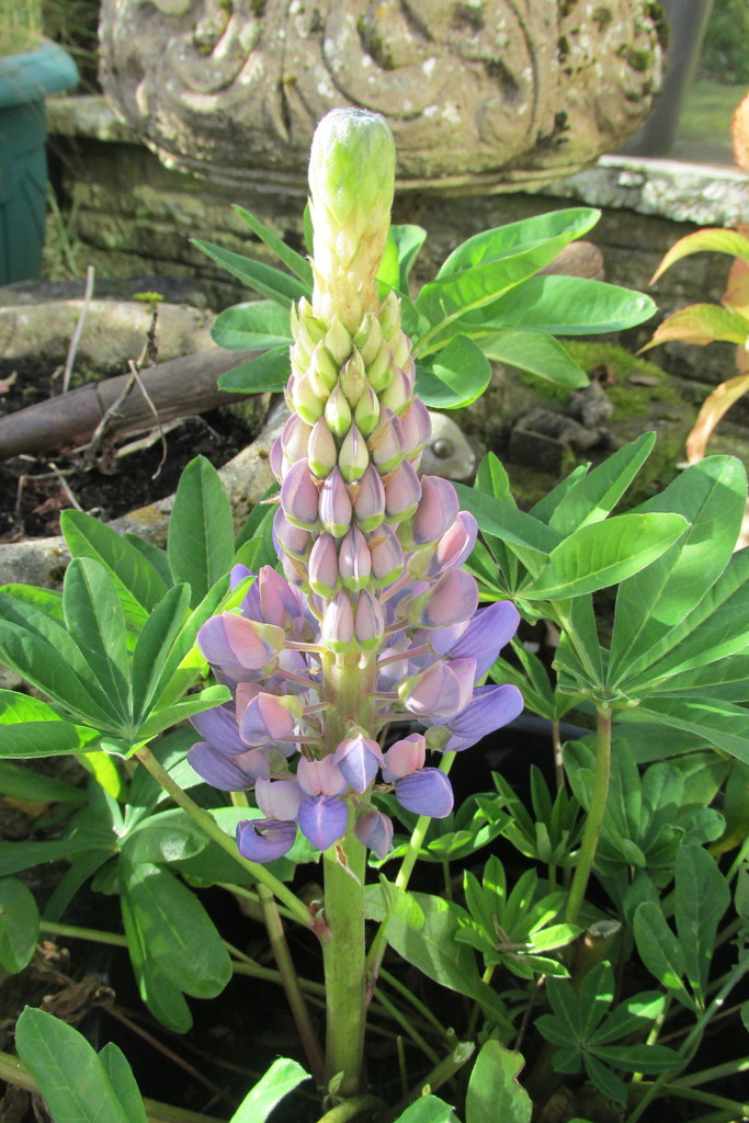 if I'd waited a few days I could have had a lupin in my flower grid by anniesue
