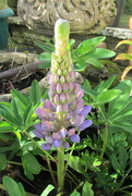 23rd Oct 2016 - if I'd waited a few days I could have had a lupin in my flower grid