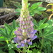 if I'd waited a few days I could have had a lupin in my flower grid by anniesue