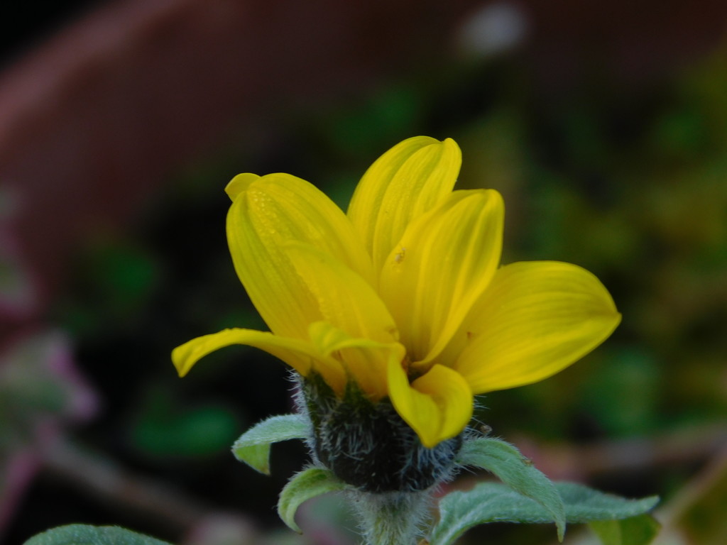 and a mini sunflower by anniesue