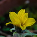 and a mini sunflower by anniesue