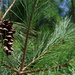 Pine cone by mittens
