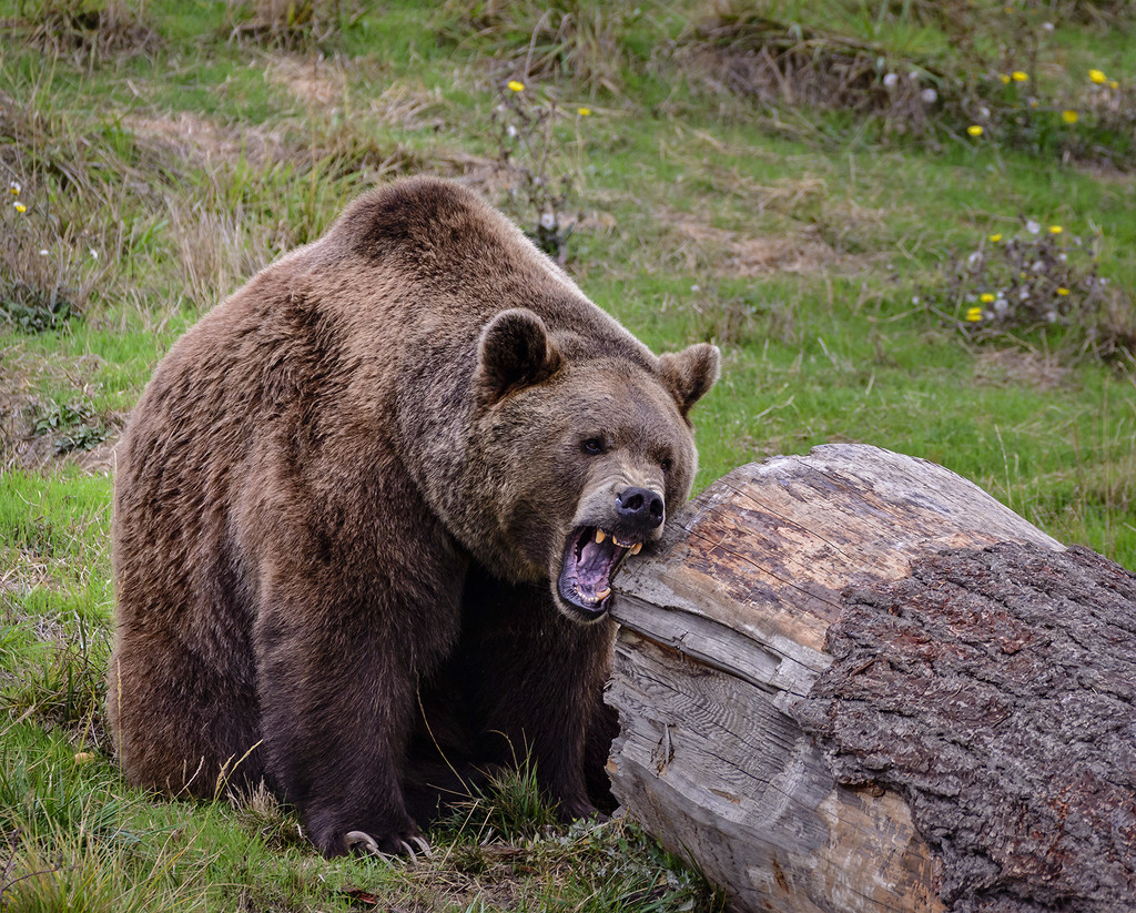 Grizzly Sharpening His Teeth by jgpittenger