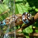 Common hawker Dragonfly - Aeshna juncea by julienne1