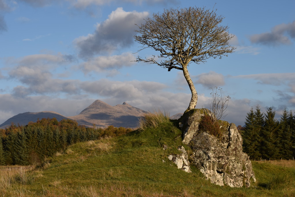 tree and hill by christophercox