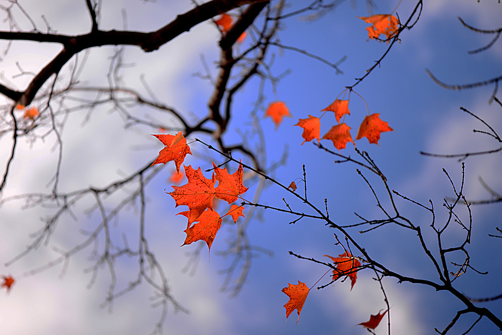 Red maples leaves! by fayefaye