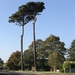 Tall Trees by davemockford