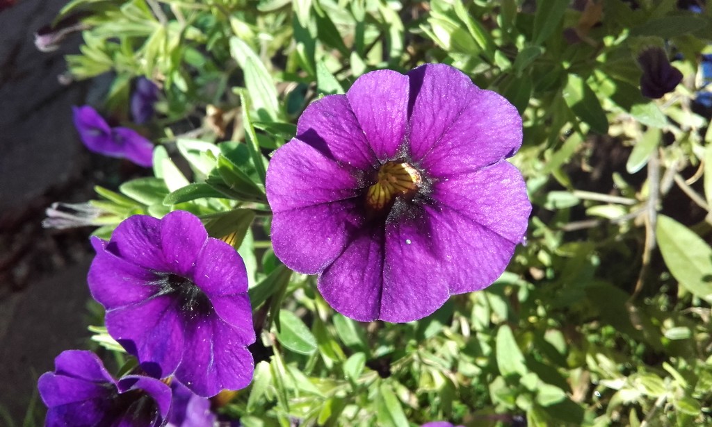 Purple Petunia Plant by dragey74