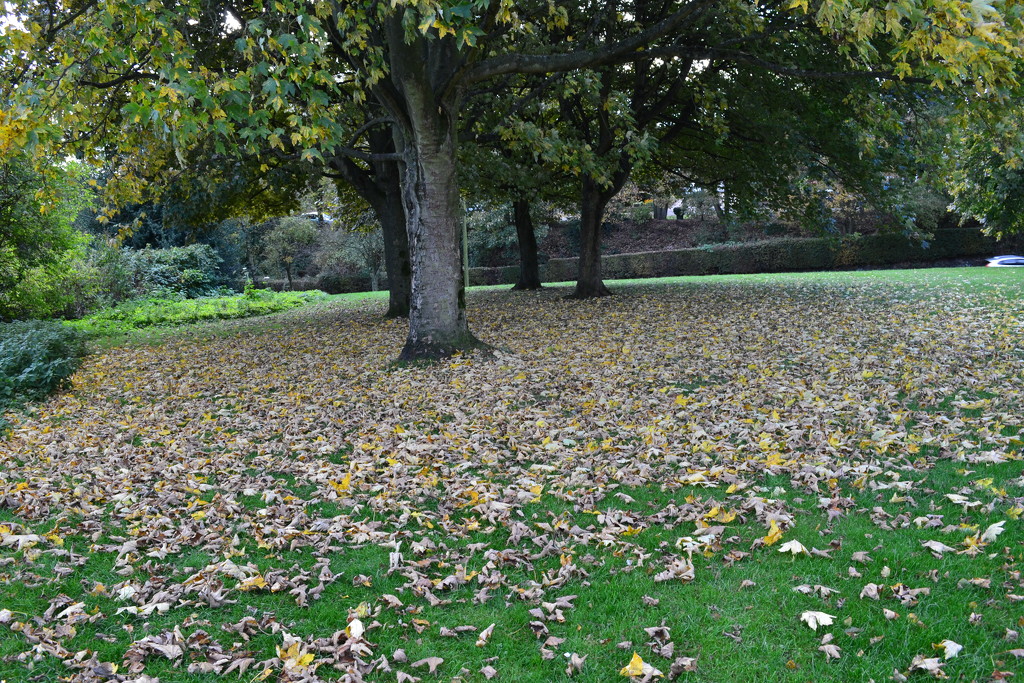 Carpet of leaves  by brennieb