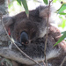 tucked in by koalagardens