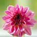 Pink Dahlia by elisasaeter