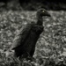 vulture by dianen