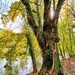 A tree along the river Mincio by spectrum
