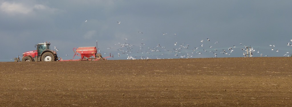 Seagulls following the plough by lellie