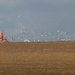 Seagulls following the plough by lellie
