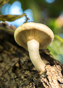 23rd Oct 2016 - Autumn mushrooms