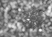 21st Oct 2016 - (Day 251) - Silver Snowflake