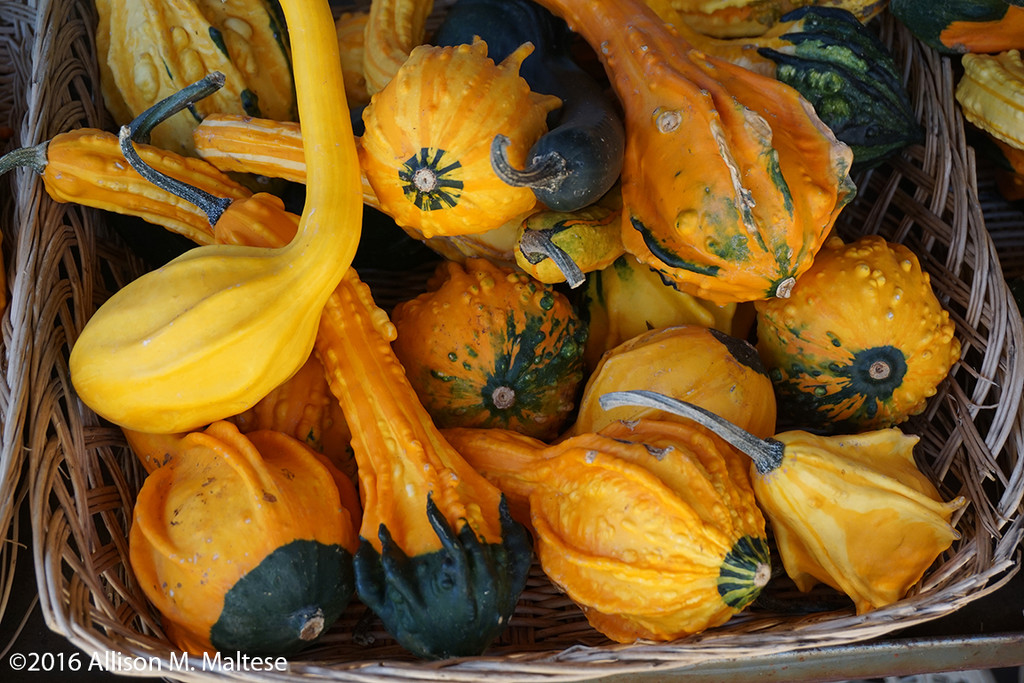 Gourds by falcon11
