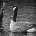 Not All the Geese were on the Pond by milaniet
